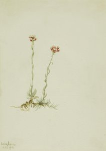 Antenaria rosada (Antennaria rosea) de Mary Vaux Walcott