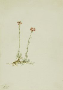 Antennaria rosea rosa de Mary Vaux Walcott