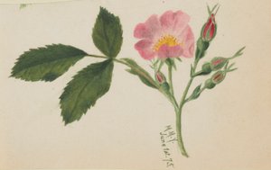 Rosa rosa de Mary Vaux Walcott