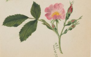 Rosa rosa, 1875 de Mary Vaux Walcott