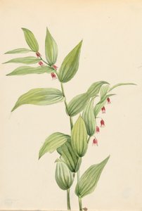 Tallo rosado retorcido Streptopus curvipes