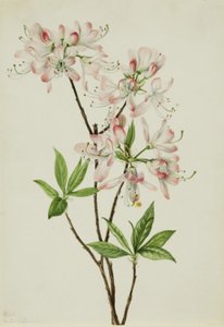 Azalea rosada (Azalea vaseyi) de Mary Vaux Walcott