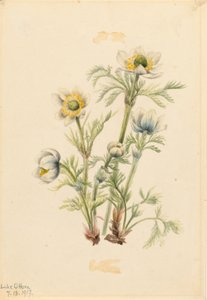 Anémona de penacho (Pulsatilla occidentalis) de Mary Vaux Walcott