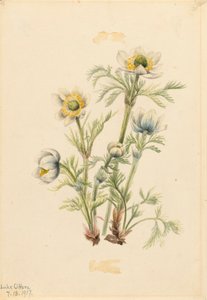 Anémona de pluma Pulsatilla occidentalis de Mary Vaux Walcott
