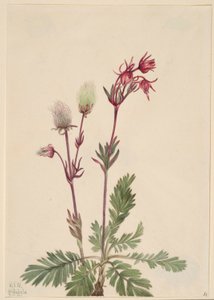 Humo de pradera (Sieversia ciliata)