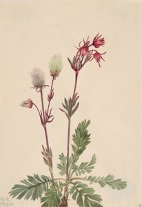 Humo de la pradera Sieversia ciliata, 1921