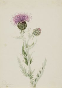 Cardo de la pradera (Cirsium undulatum), 1923