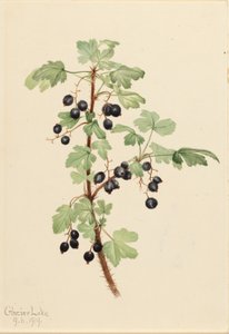 Grosellero espinoso (Ribes lacustre)
