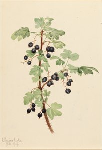 Grosellero Espinoso Ribes lacustre, 1919