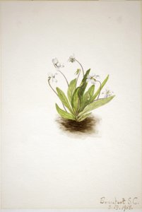 Violeta de prímula (Viola primulifolia) de Mary Vaux Walcott