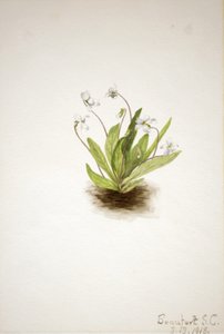 Viola primulifolia, 1918 de Mary Vaux Walcott