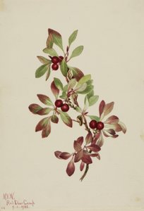 Artemisa (Arctous alpina)