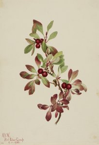Arctous alpina, 1922
