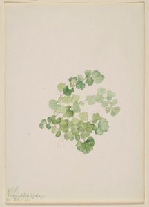 Puccoon (Lithospermum ruderale) de Mary Vaux Walcott