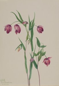 Linterna de hadas púrpura Calochortus anoenum, 1936