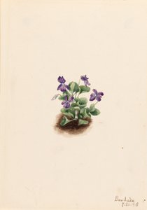 Violeta púrpura de montaña (Viola adunca) de Mary Vaux Walcott