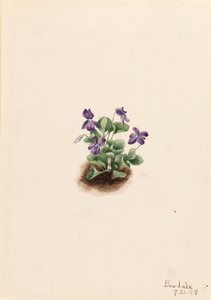 Violeta de montaña púrpura Viola adunca, 1918