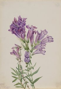 Pentstemon púrpura Pentstemon lyallii, 1923 de Mary Vaux Walcott