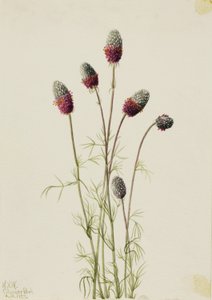 Chorlito de las praderas (Petalostemon purpureum) de Mary Vaux Walcott