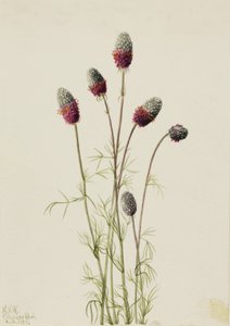 Trébol Púrpura Petalostemon purpureum de Mary Vaux Walcott