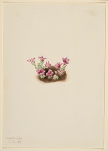 Saxifraga púrpura (Saxifrage oppositifolia) de Mary Vaux Walcott