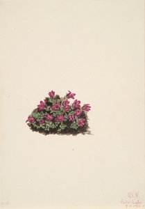 Saxífraga púrpura Saxifraga oppositifolia, 1924 de Mary Vaux Walcott