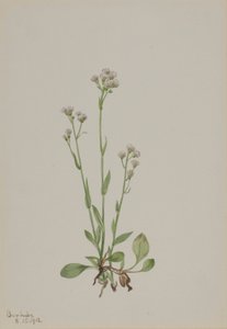 Antennaria racemosa (Antennaria racemosa) de Mary Vaux Walcott