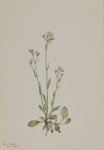 Antennaria racemosa, 1918 de Mary Vaux Walcott
