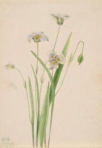 Pussy-ears Calochortus elegans, 1923