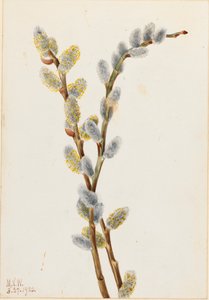 Sauce gatuno Salix discolor, 1920
