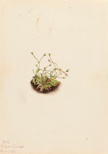 Androsace pigmea Androsace subumbellata de Mary Vaux Walcott