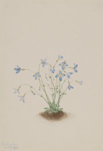 Houstonia caerulea (Houstonia caerulea)
