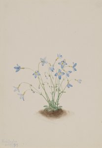 Quakerladies Houstonia caerulea, 1917 de Mary Vaux Walcott