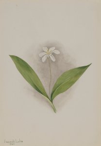 Queencup (Clintonia uniflora)