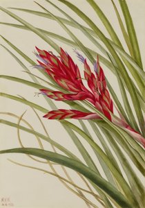 Tillandsia fasciculata (Tillandsia fasciculata)