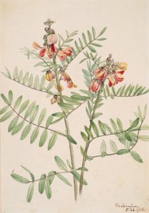 Frijol conejo Cracca virginiana, 1918 de Mary Vaux Walcott