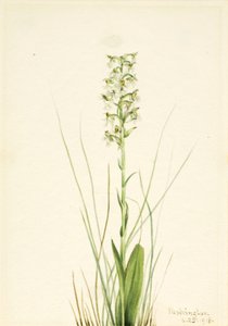 Orquídea de flecos deshilachados Habenaria lacera, 1918 de Mary Vaux Walcott
