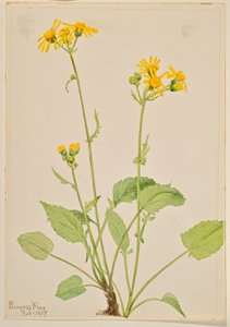 Artemisa (Senecio burkei)