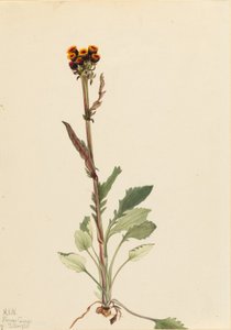 Senecio pauciflorus (Senecio pauciflorus) de Mary Vaux Walcott