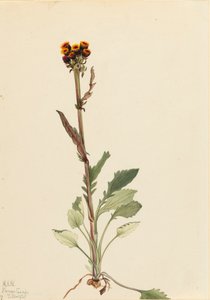 Senecio pauciflorus sin rayos, 1921 de Mary Vaux Walcott