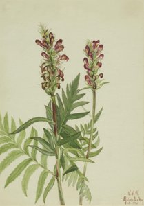 Cascos rojos Pedicularis bracteosa, 1924 de Mary Vaux Walcott
