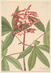 Buckeye rojo (Aesculus pavia) de Mary Vaux Walcott