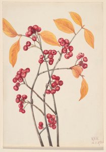 Aronia roja (Aronia arbutifolia)