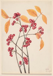 Aronia arbutifolia, 1920