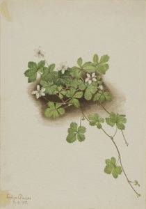 Arándano rojo (Rubus pedatus) de Mary Vaux Walcott