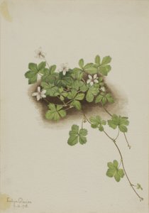 Zarzamora roja Rubus pedatus, 1918 de Mary Vaux Walcott