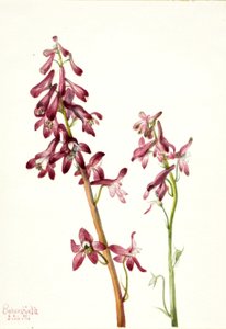 Espuela de caballero roja (Delphinium nudicale) de Mary Vaux Walcott
