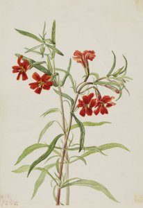 Flor de mono roja (Diplaucus puniceus) de Mary Vaux Walcott