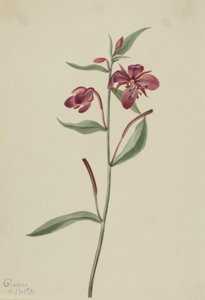 Epilobio de Hoja Ancha, 1911