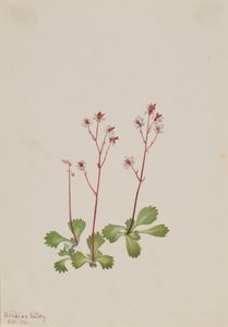 Saxifraga de tallo rojo Saxifraga lyallii, 1916 de Mary Vaux Walcott